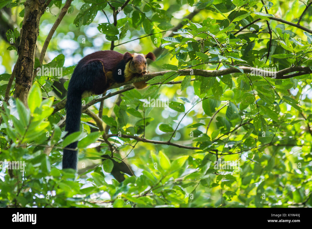 Indian Giant Squirrel Stock Photo