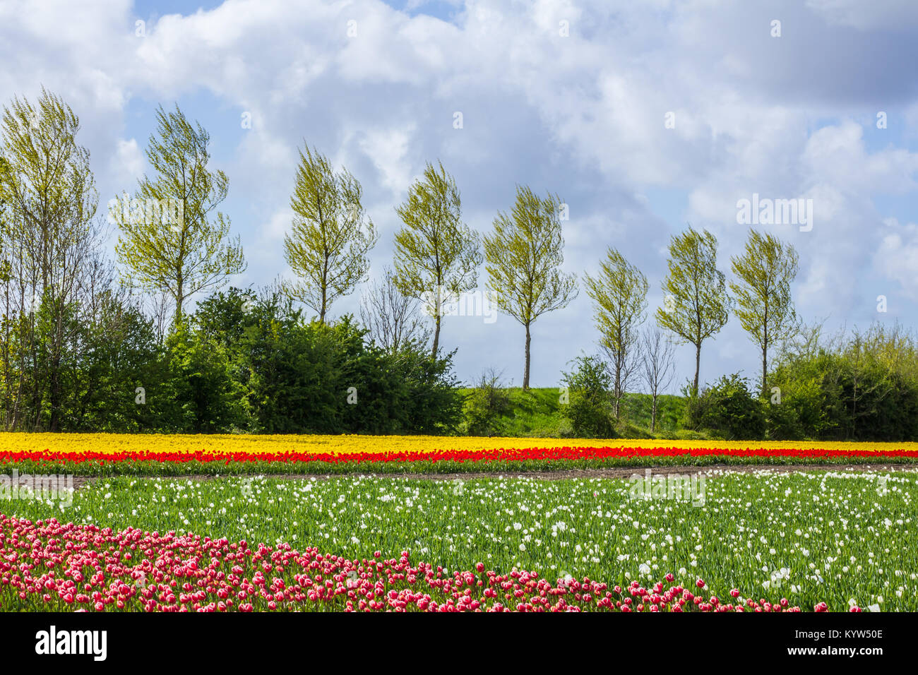 typical Dutch tulip fields in the spring Stock Photo - Alamy