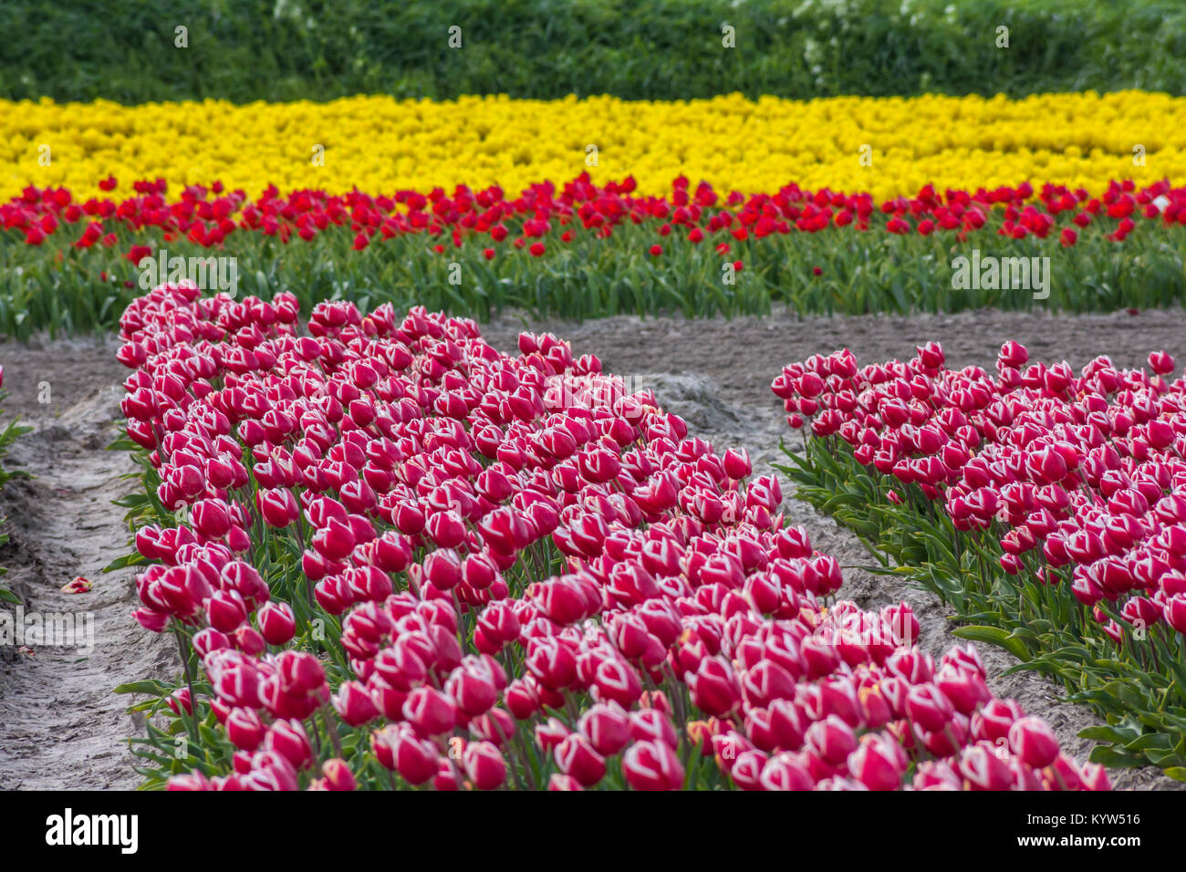 typical Dutch tulip fields in the spring Stock Photo - Alamy