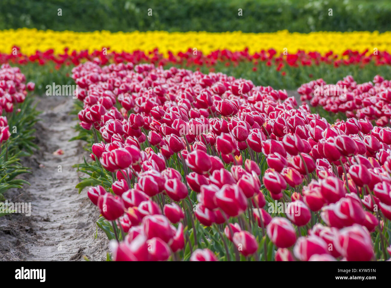 typical Dutch tulip fields in the spring Stock Photo - Alamy