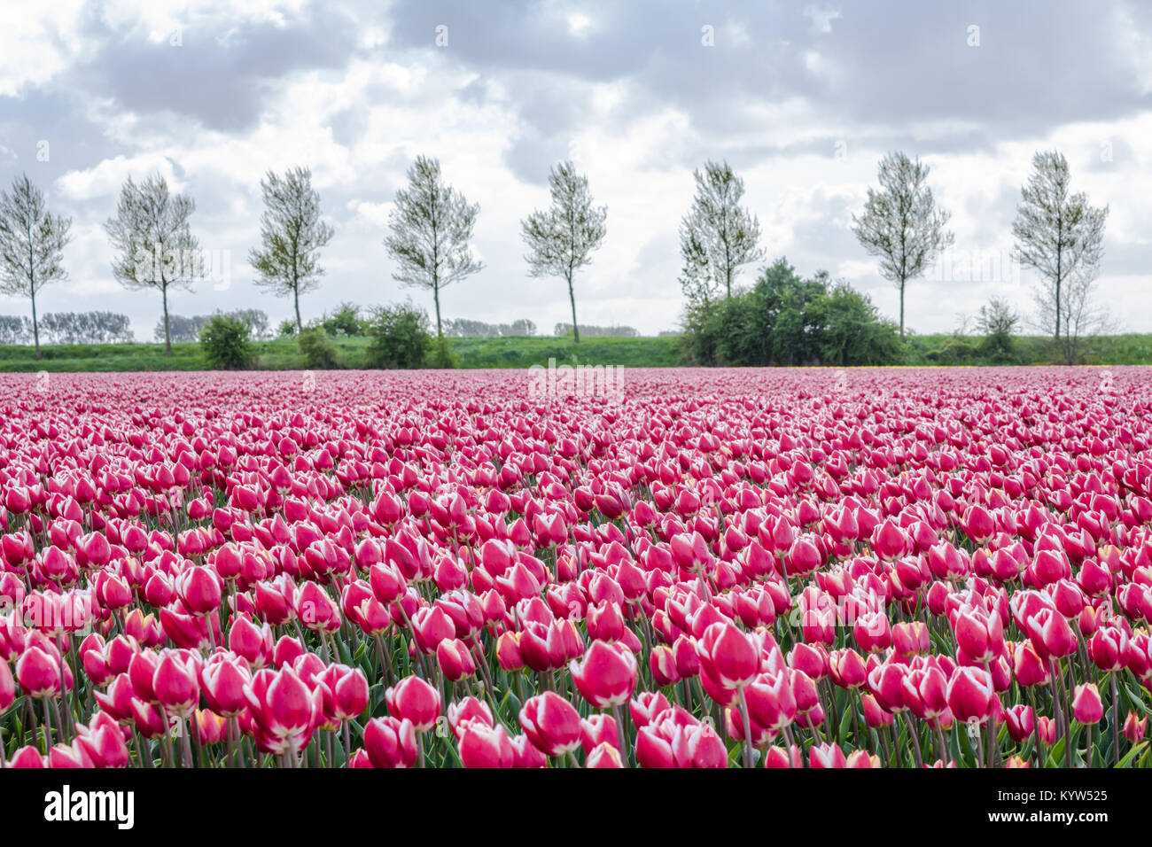typical Dutch tulip fields in the spring Stock Photo - Alamy
