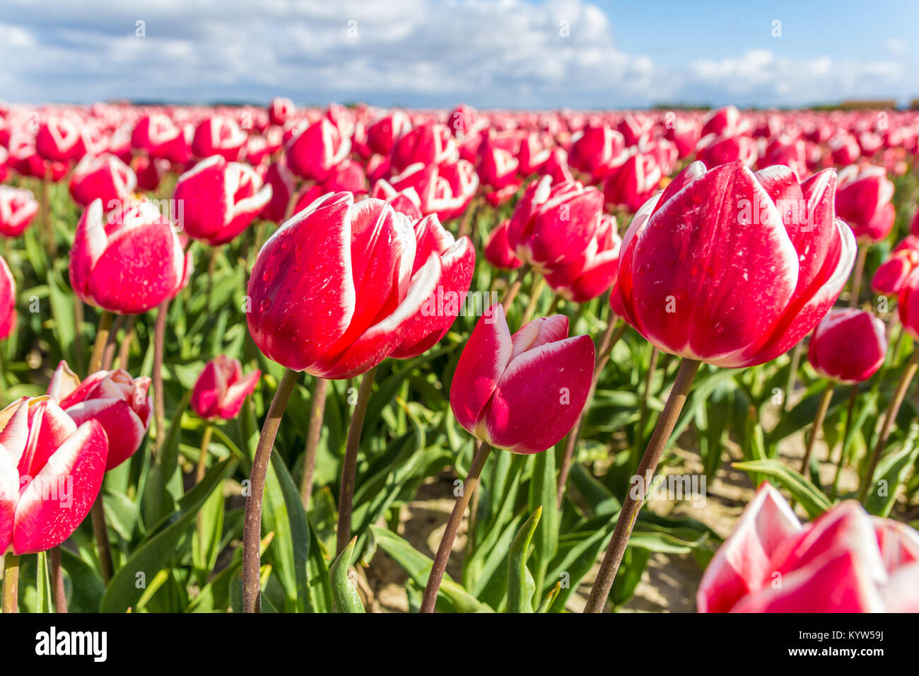 closeup of tulips in Dutch spring flower field Stock Photo - Alamy