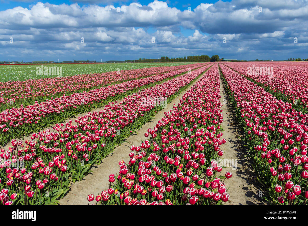 typical Dutch tulip fields in the spring Stock Photo - Alamy
