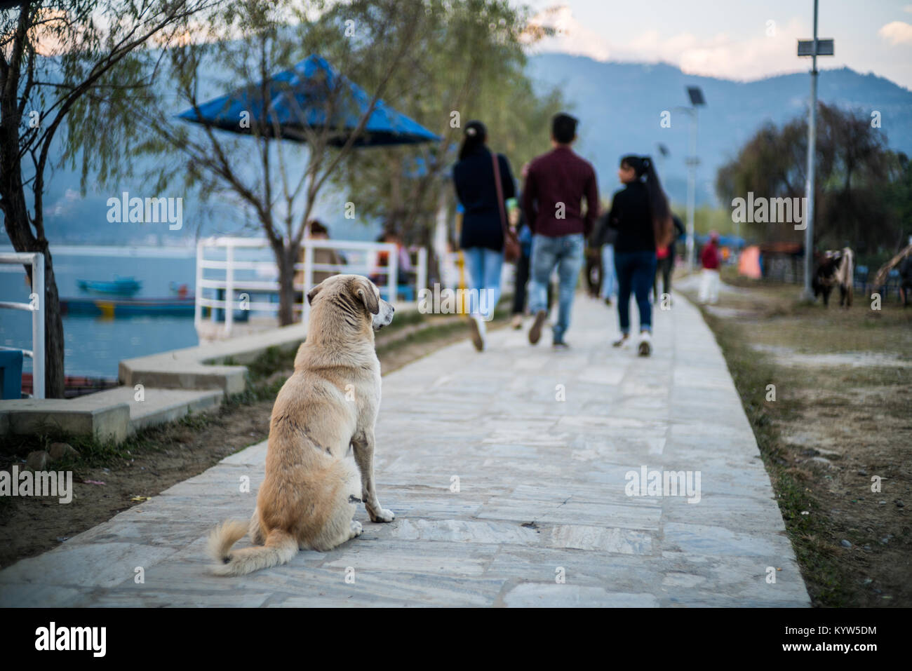 Street scene, Bank of the lake Phewa, Pokhara, Nepal Stock Photo - Alamy