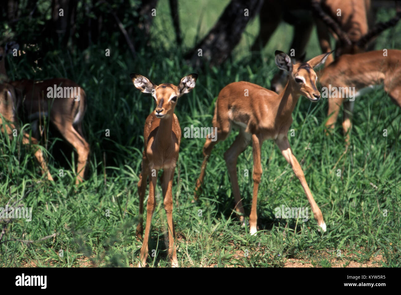 Young impala in kruger hi-res stock photography and images - Alamy