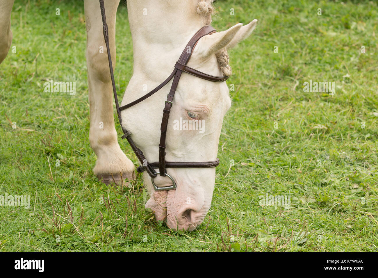 Profile shot of a cremello or double dilute chestnut coloured horse and unusual colouring with cream coats  pink skin and blue eyes Stock Photo