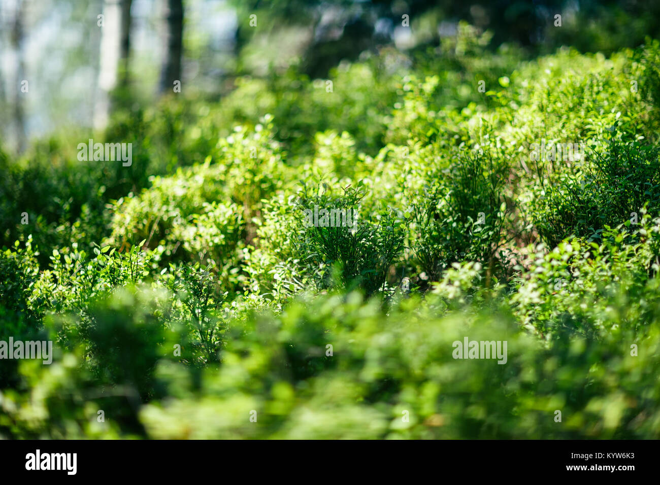 Green bushes in the forest, close-up. Dense thickets of living plants in wild. Picturesque greenery, foreground in focus. Nature background Stock Photo