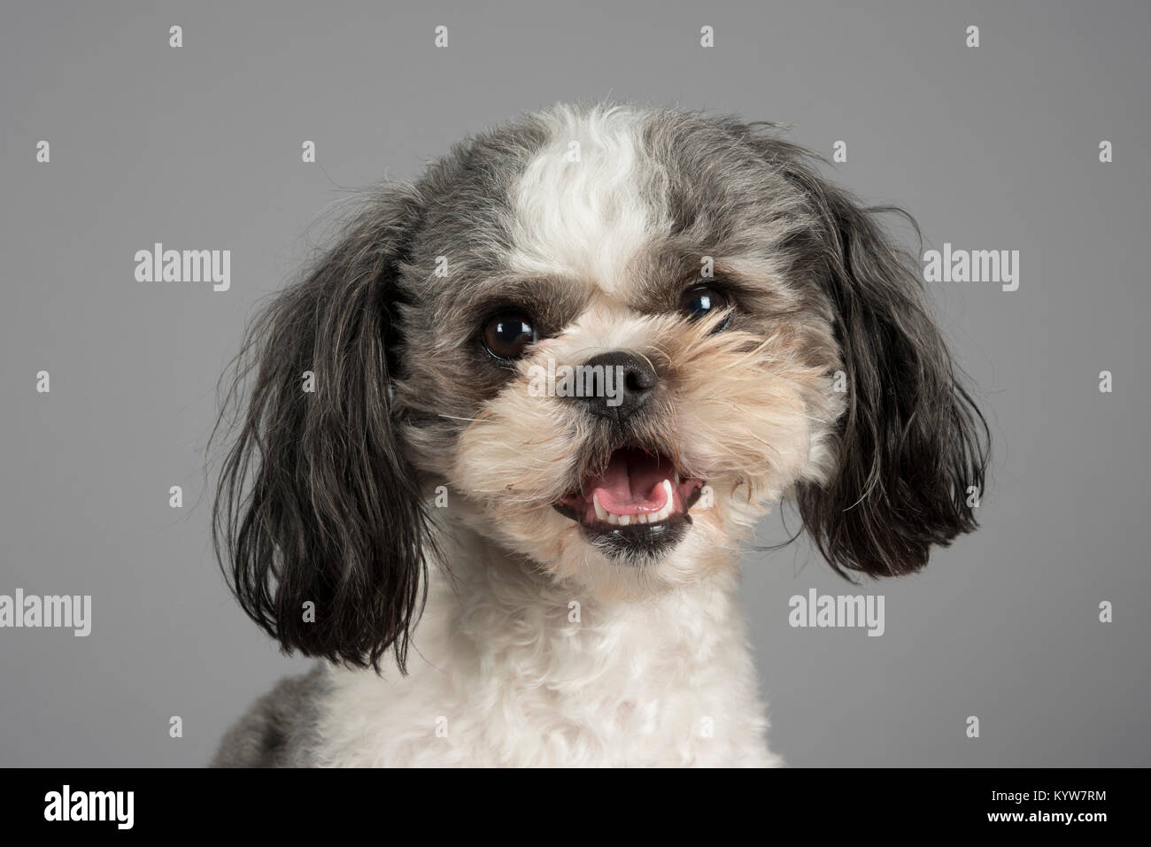 Shih tzu x bichon frise hi-res stock photography and images - Alamy