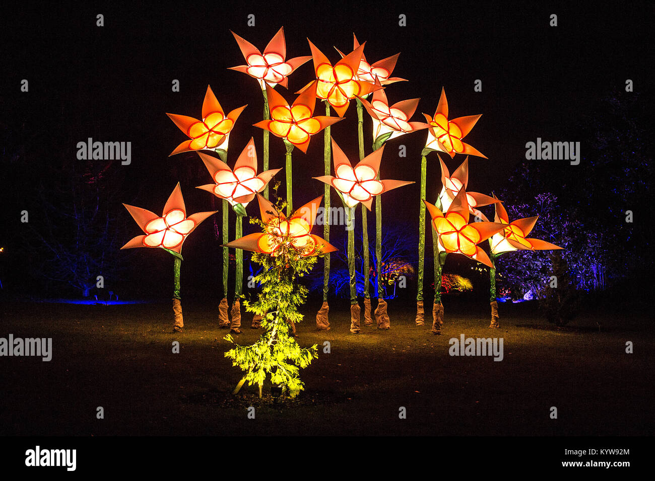 Lights at Christmas Glow event 2017 at RHS Wisley Garden Surrey Stock Photo Alamy