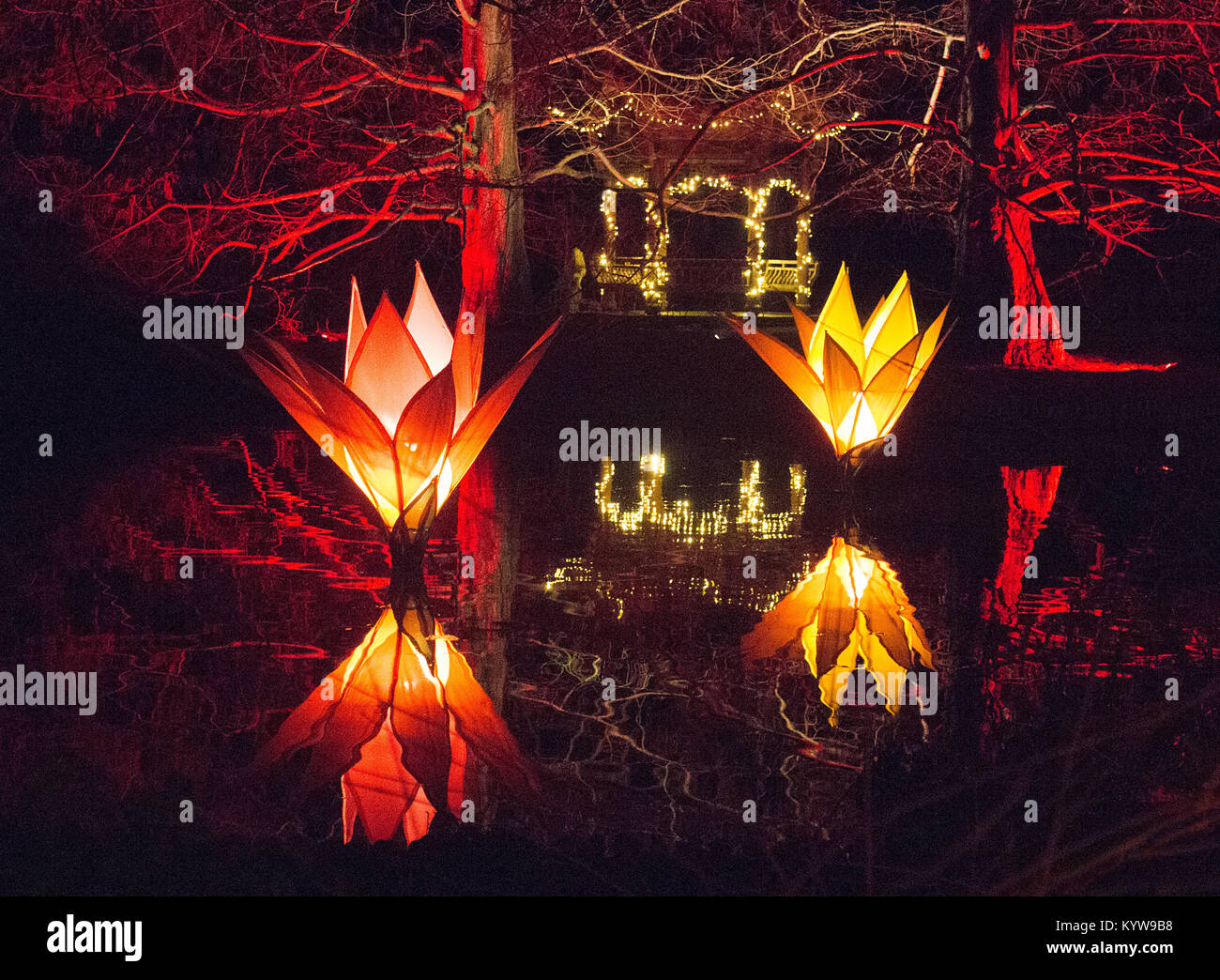 Lights at Christmas Glow event 2017 at RHS Wisley Garden Surrey Stock Photo Alamy