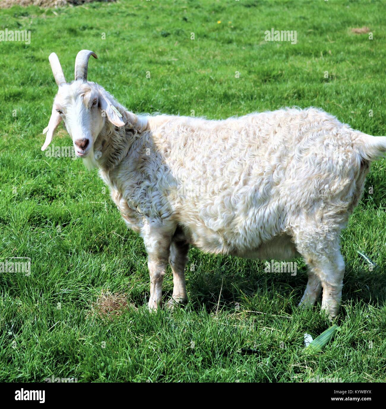 Horned goat in green field looking at camera Stock Photo