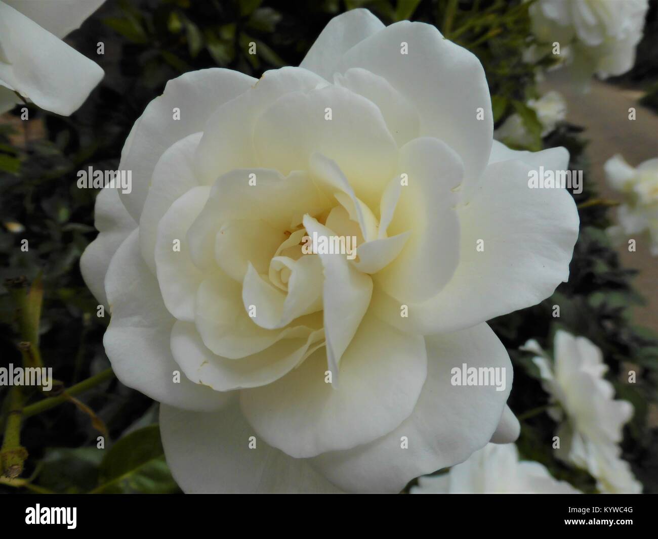 Beautiful single white rose Stock Photo