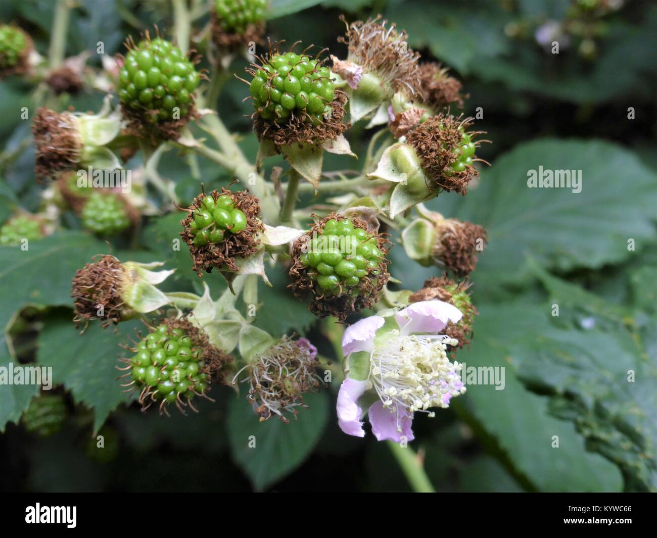 Flowering blackberry plant Stock Photo