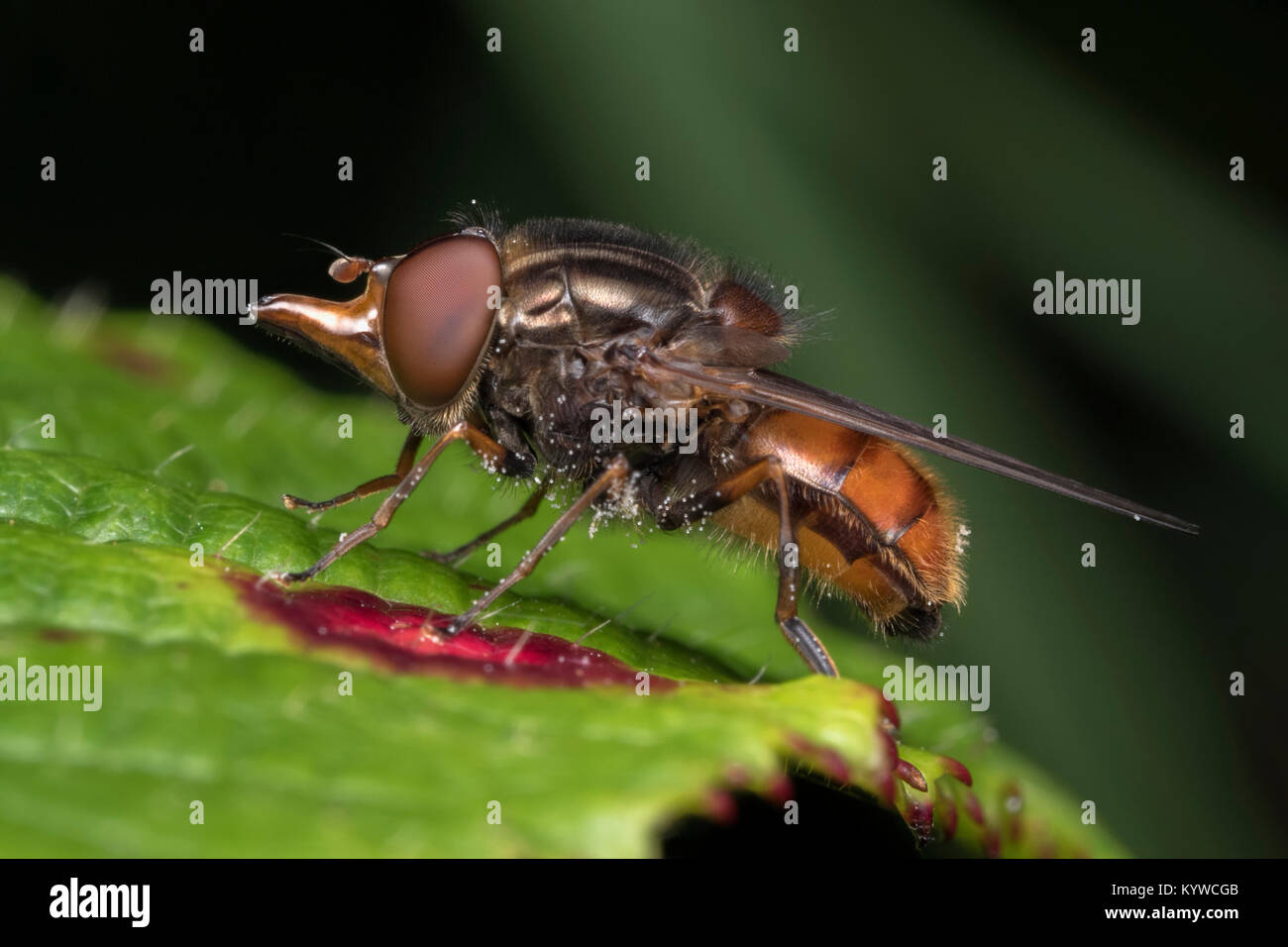 Snout-nosed Hoverfly (Rhingia campestris) resting on a bramble leaf. Thurles, Tipperary, Ireland Stock Photo
