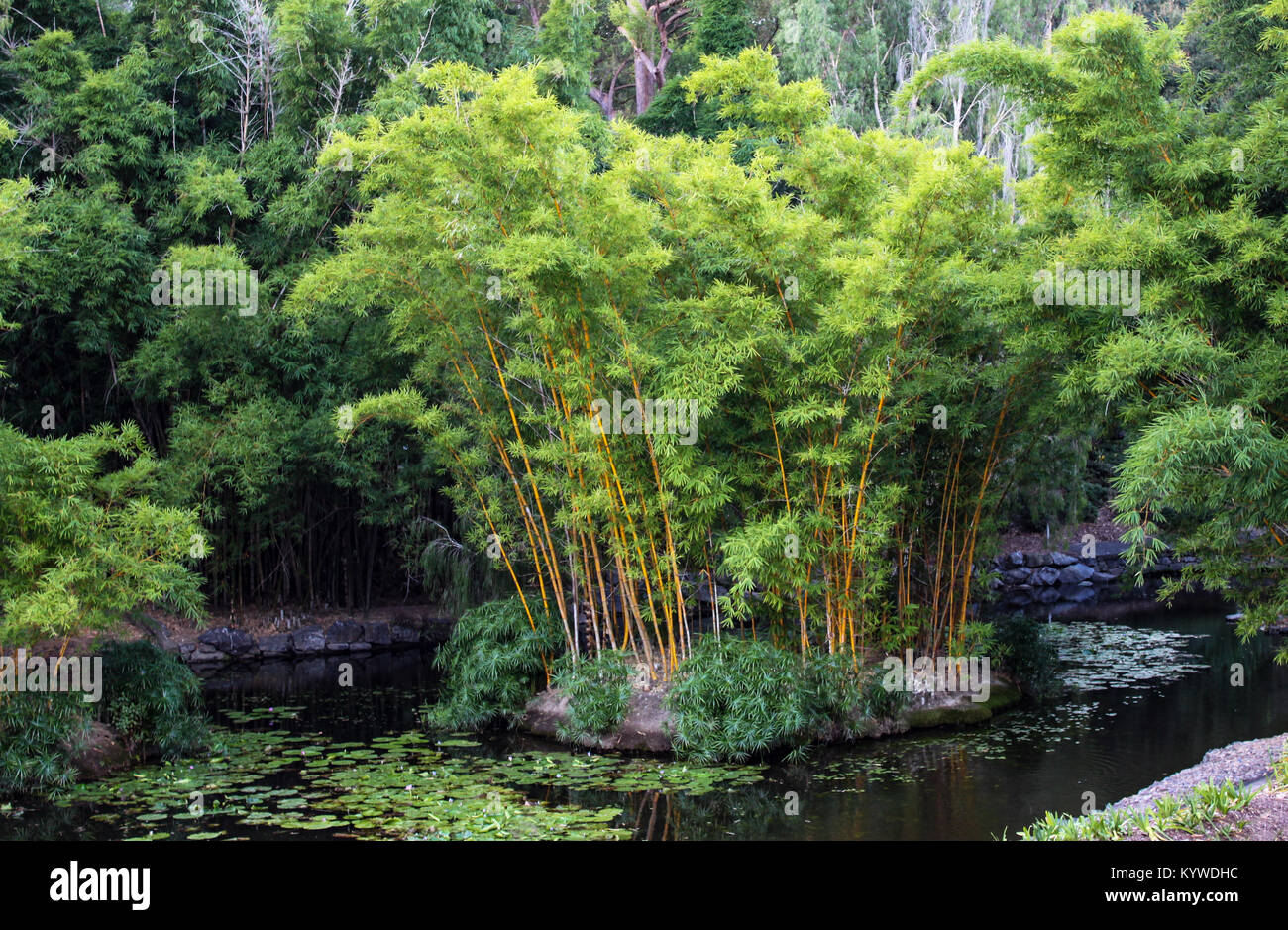 Bamboo island in shallow lake in botanical gardens with lily pads Stock Photo