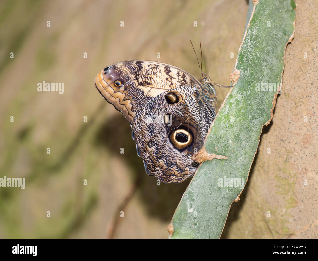 Page 3 17 50 High Resolution Stock Photography And Images Alamy