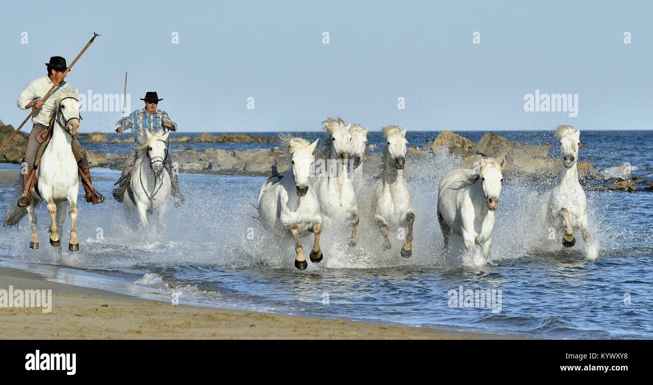 Herd of White Horses Running and splashing through water. Provance. France Stock Photo