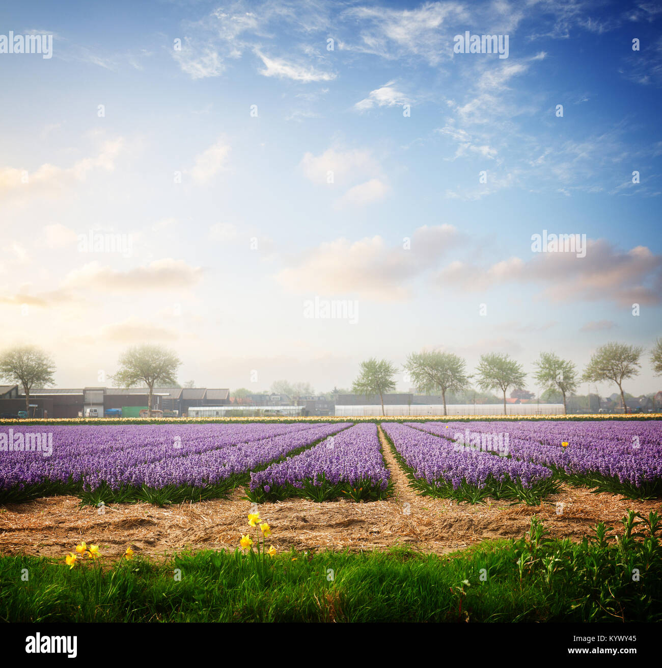 Dutch spring hyacinth flowers field Stock Photo - Alamy