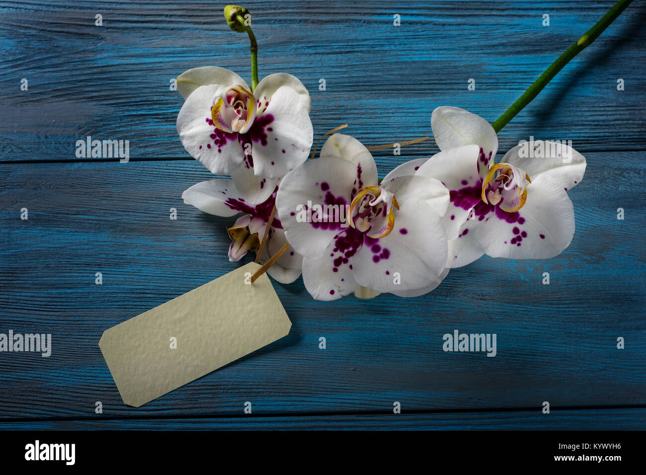 Branch of flowers white Orchid on blue wooden background Stock Photo
