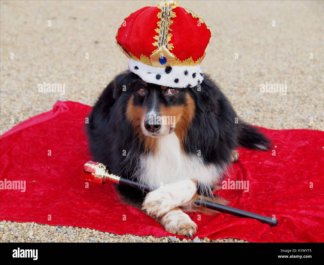 Scepter crown hires stock photography and images Alamy