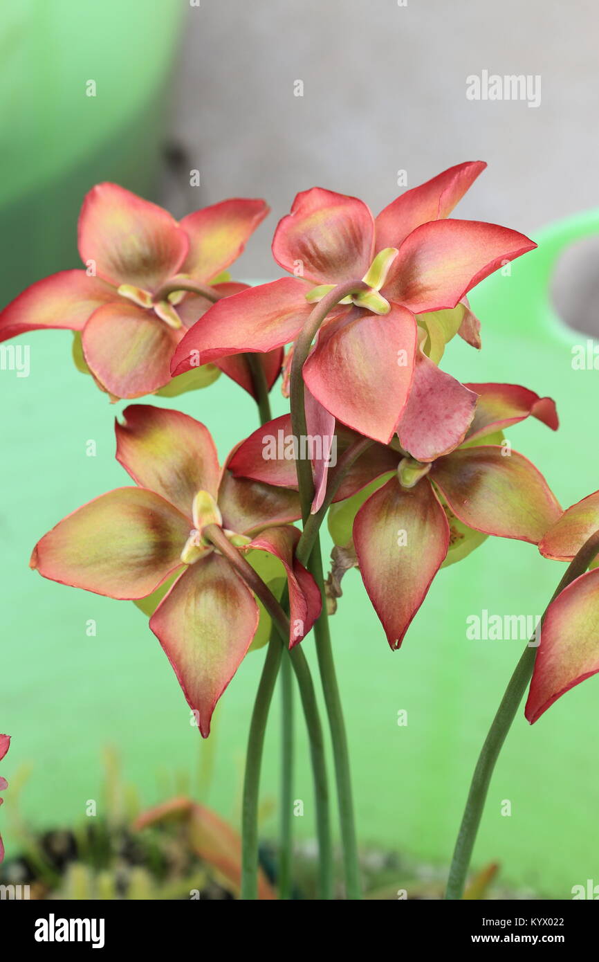 Close up of Canivorous yellow pitcher plants flowers Stock Photo