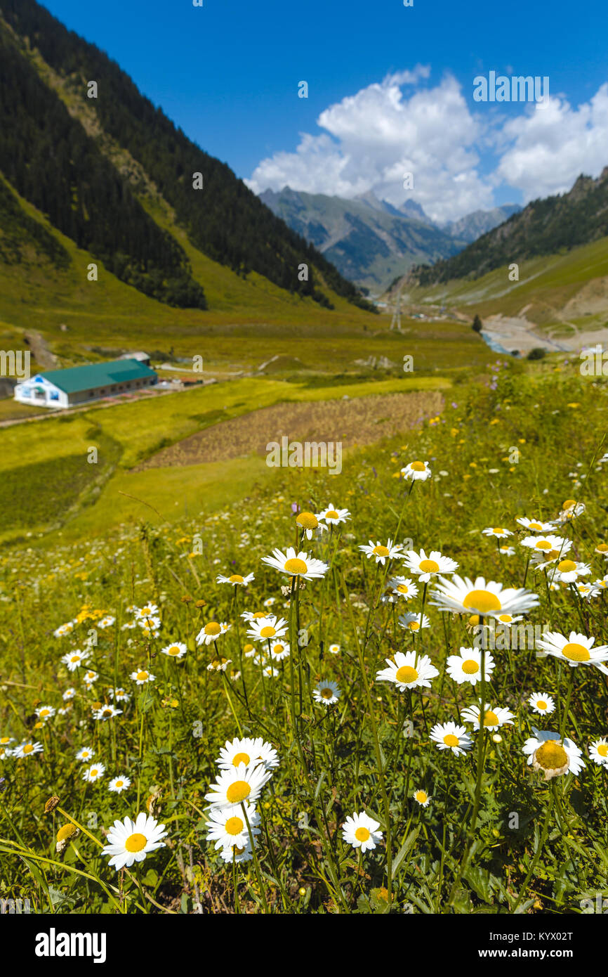 Valley of flowers at Kashmir great lakes trek in Sonamarg town, India.   Clear blue sky and white clouds at the beautiful hike. Serene & peaceful. Stock Photo