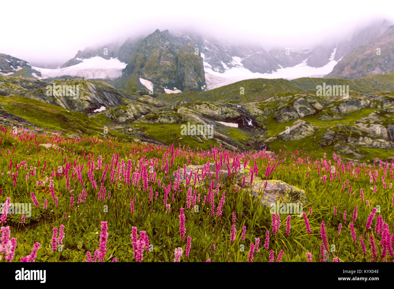 Valley of flowers at Kashmir great lakes trek in Sonamarg, India. Misty foggy weather and snow capped glacier at the beautiful hike. Cold temperature Stock Photo