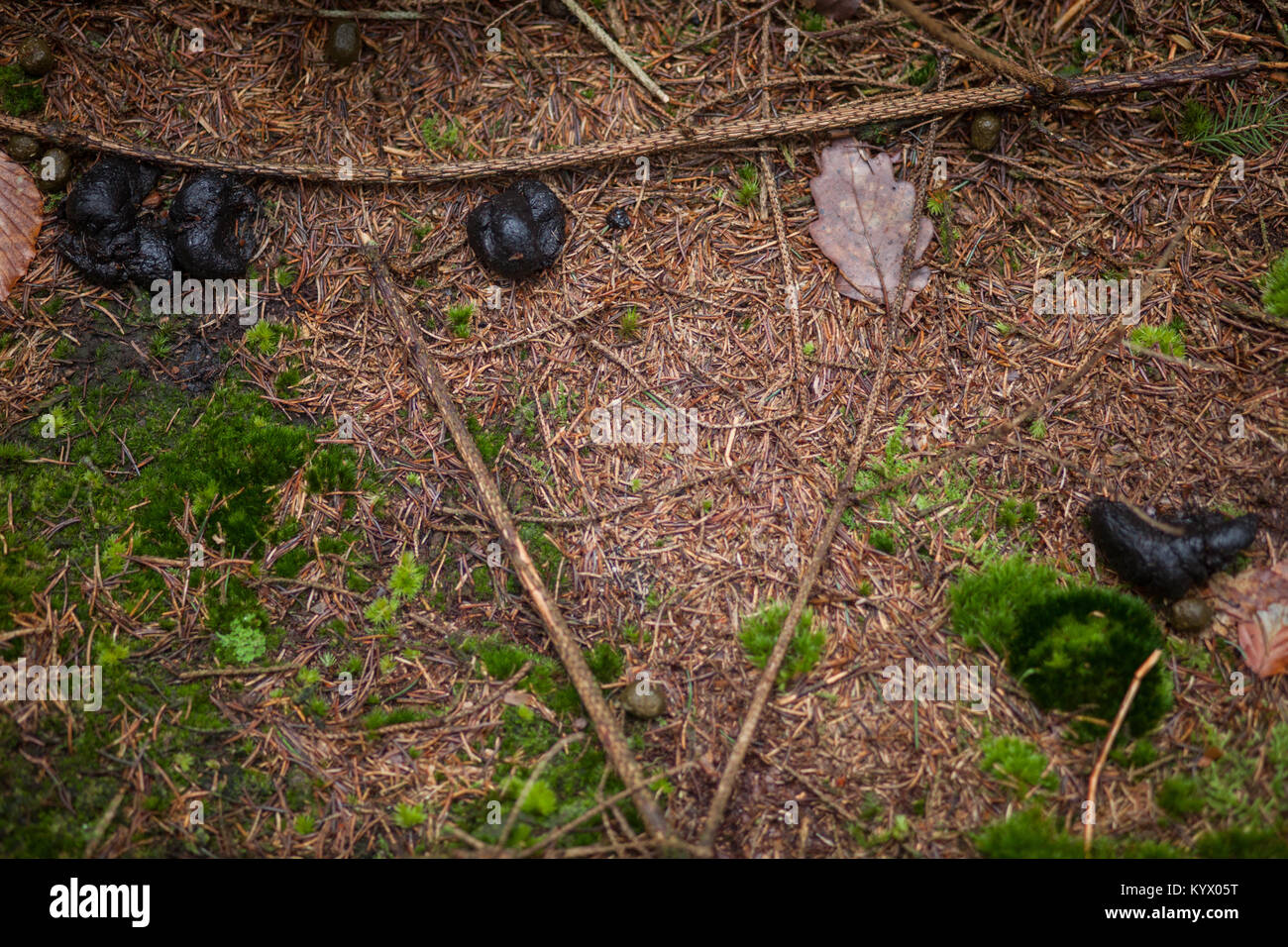 Wild small feces of wild animal in the forest Stock Photo