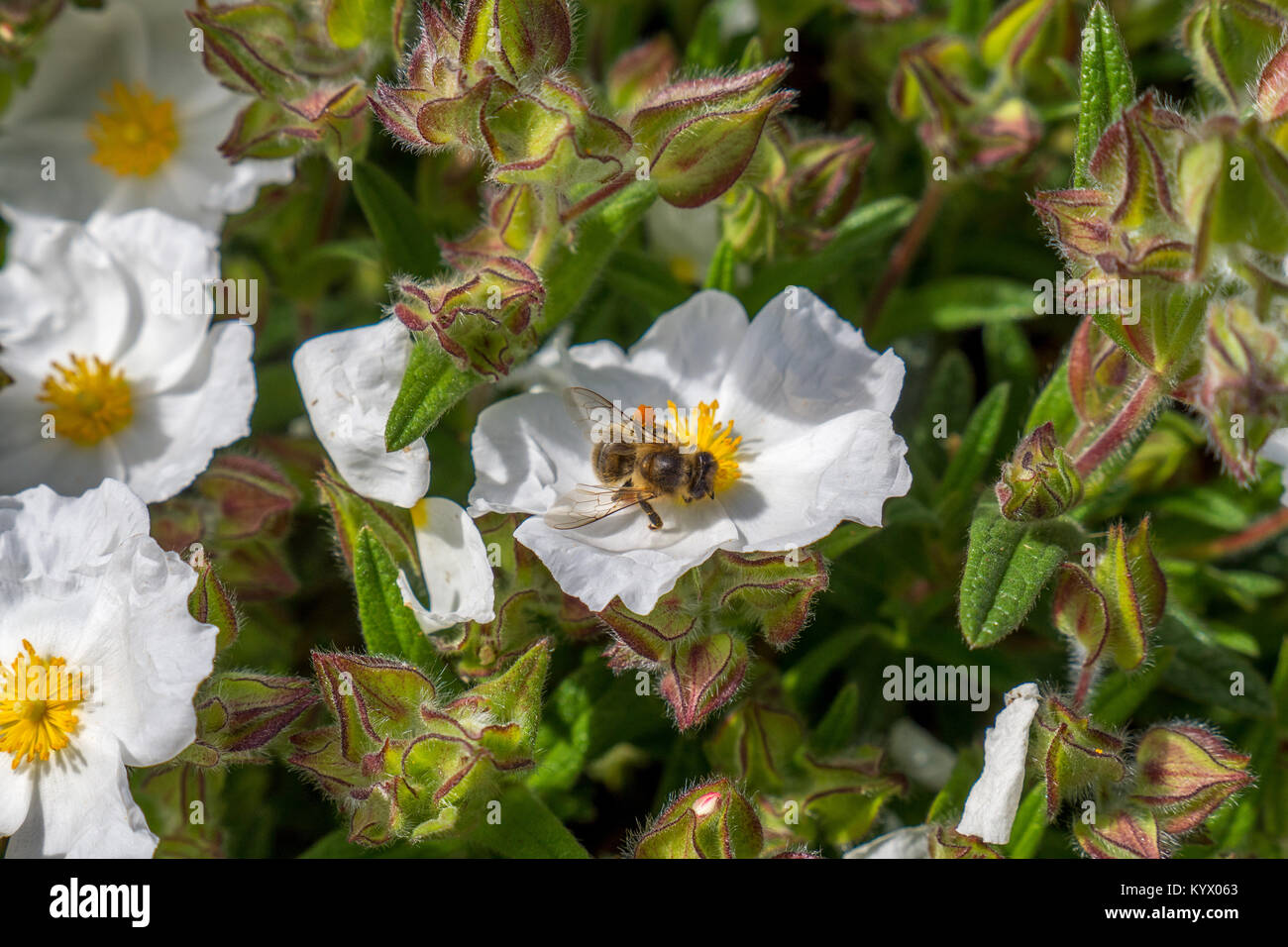 Bumble bee pollen hi-res stock photography and images - Alamy