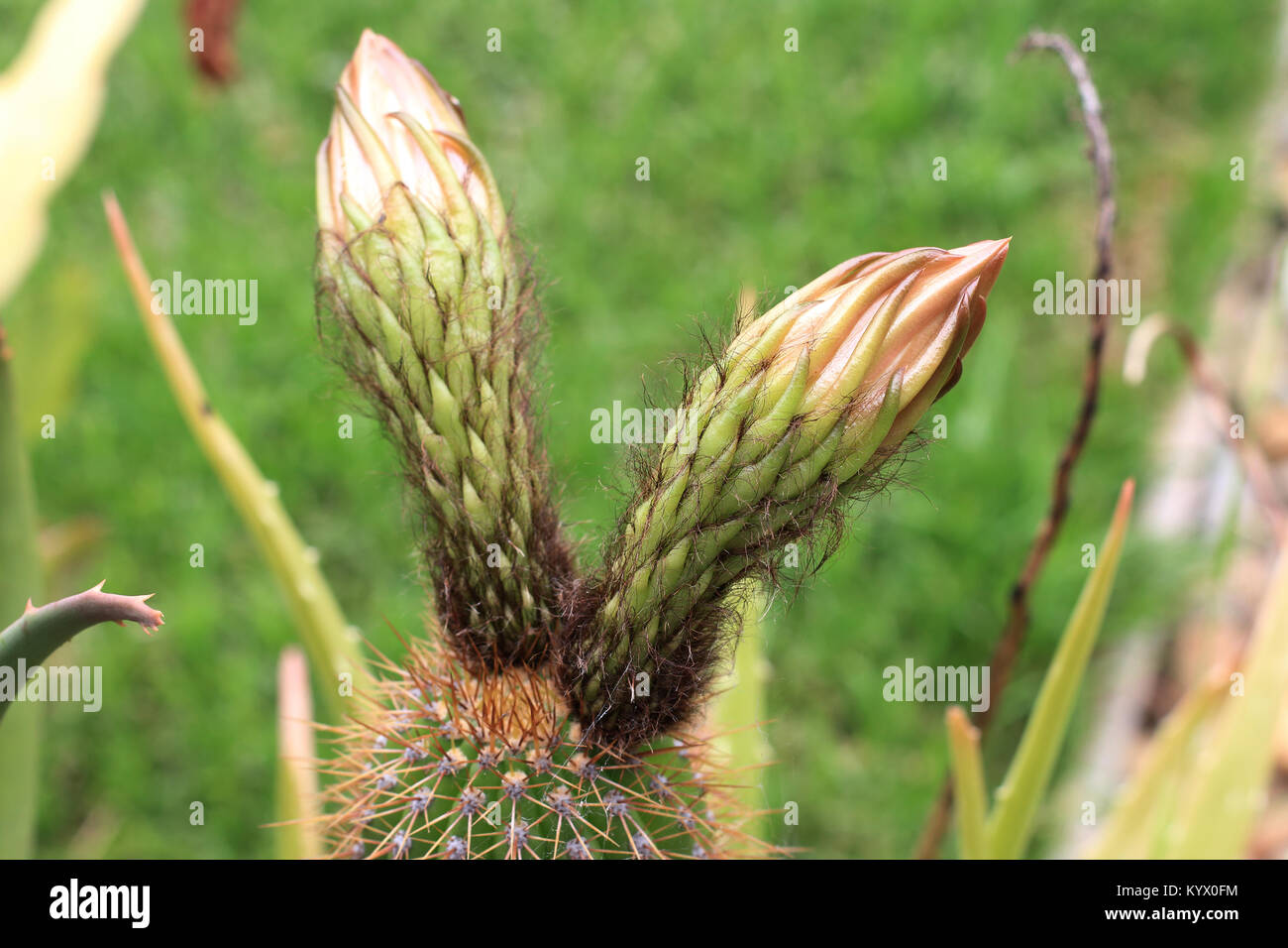 Close up shot of Echinopsis spachiana Cactus with flowers Stock Photo