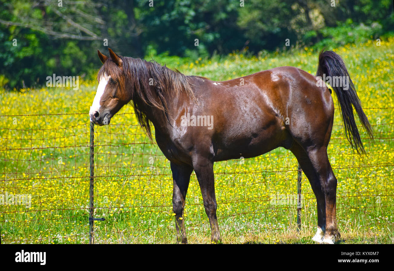 A horse standing in a field pooping. A tiny piece of poop is coming out