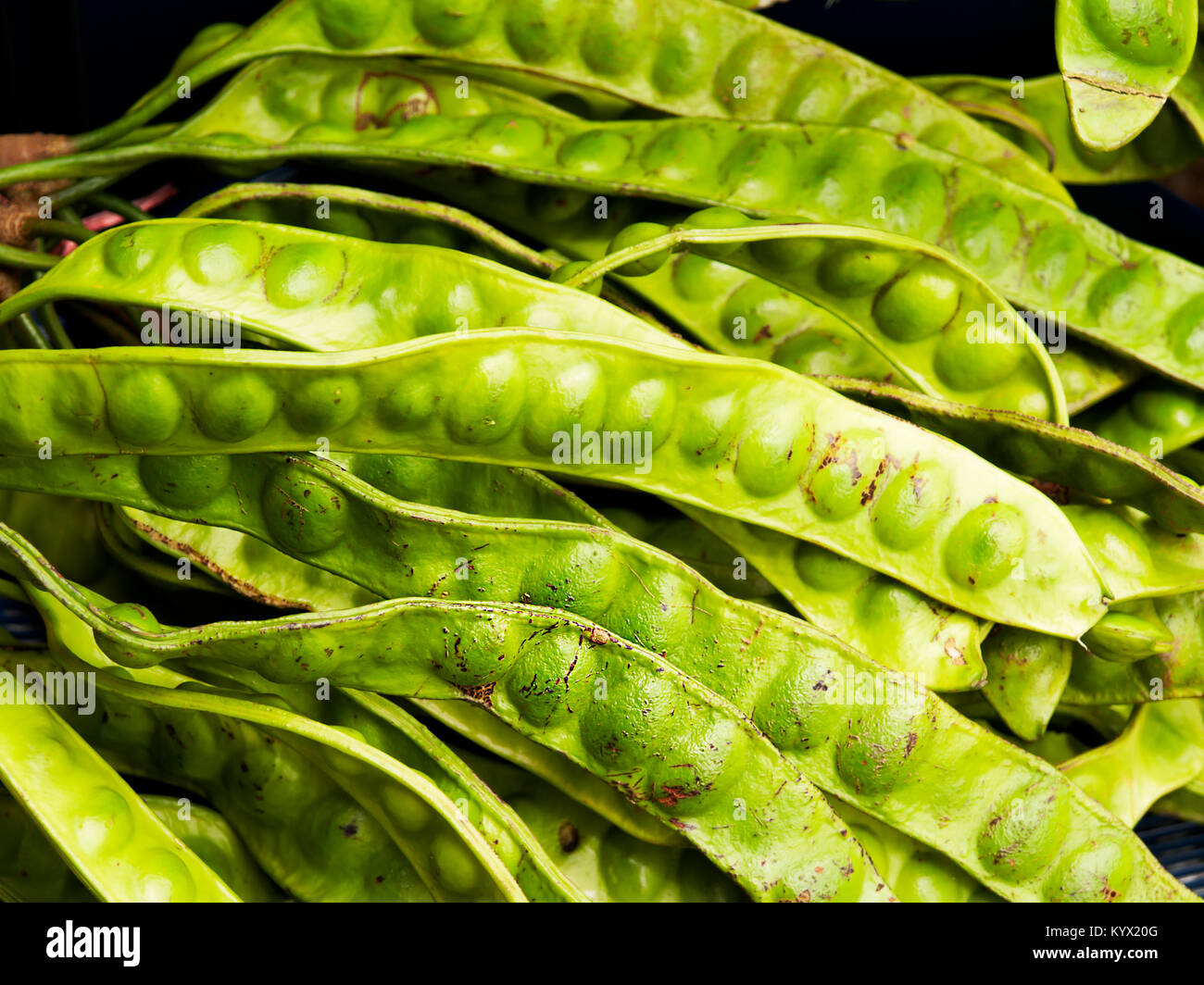 Bitter bean hires stock photography and images Alamy