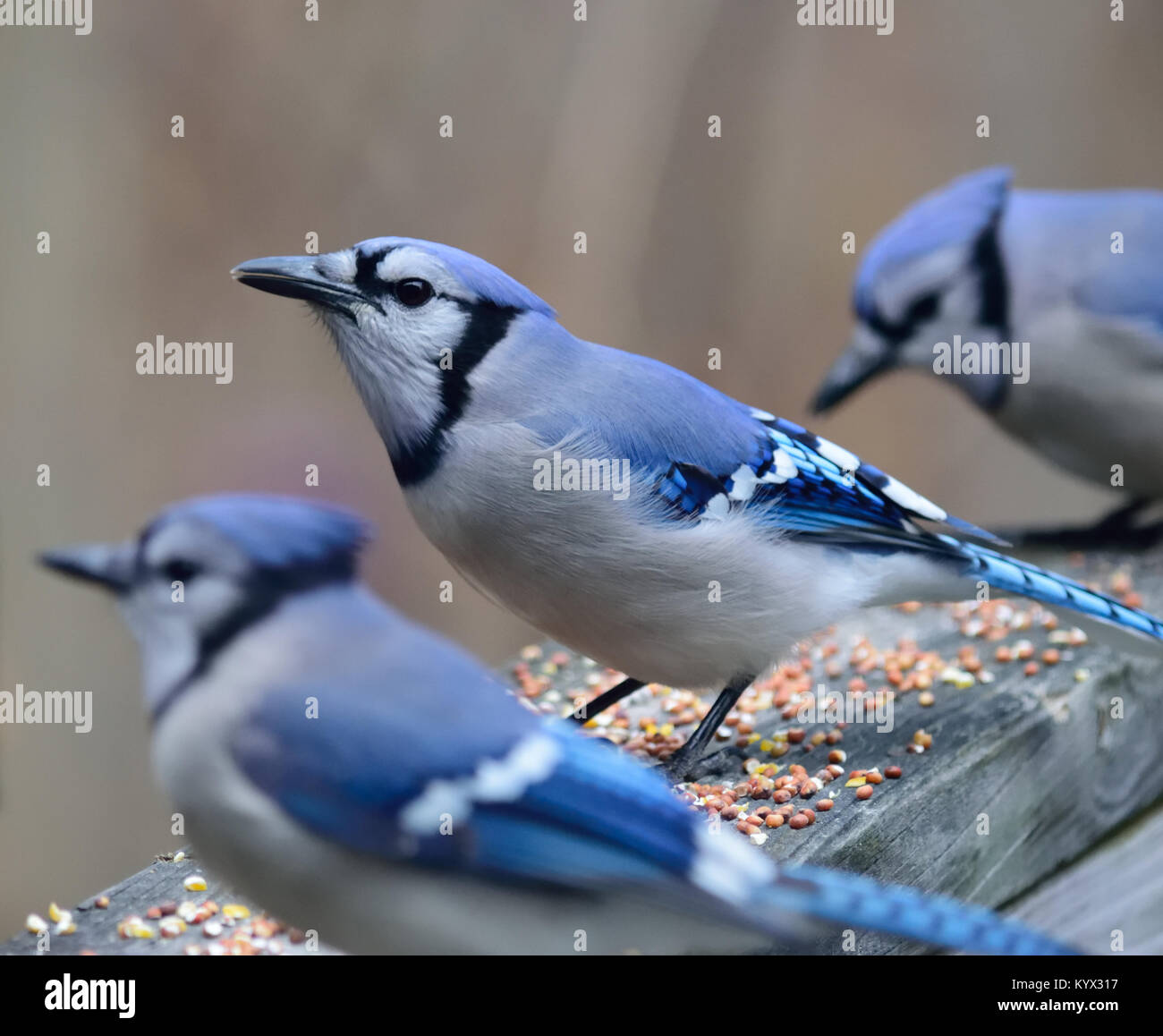 Blue jay eating insect hires stock photography and images Alamy
