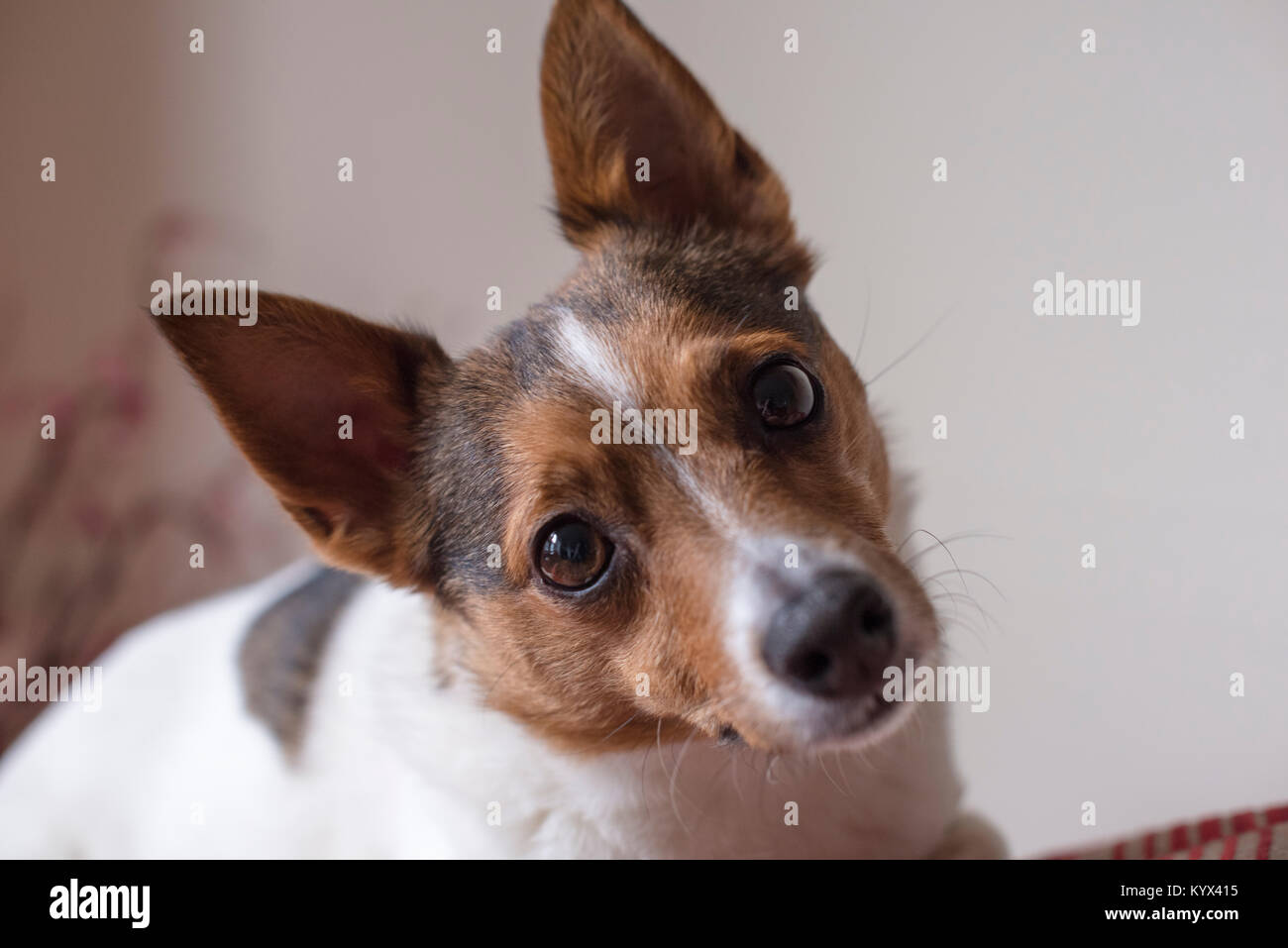 A chihuahua/vallhund/Jack Russell cross breed dog indoors looking