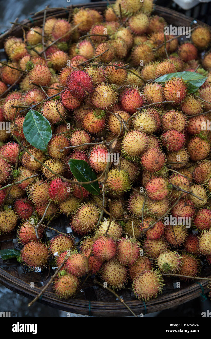 The Rambutan is native  to tropical Southeast Asian countries with limited rambutan plantings in some parts of India. They Rambutan are important frui Stock Photo