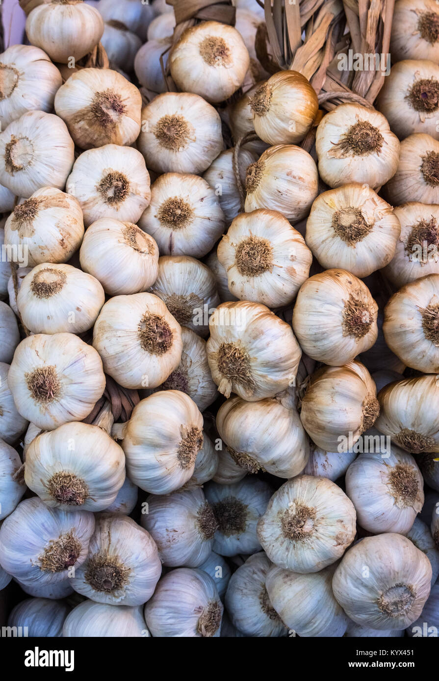 lot of Garlic, garlic cloves on a plat hanging on the wall Stock Photo