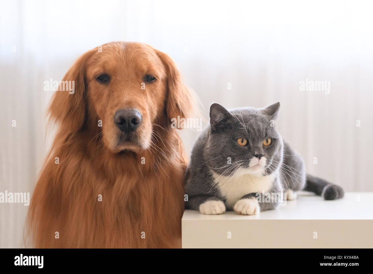 Golden Retriever And British Short Hair Cat Stock Photo 172063230