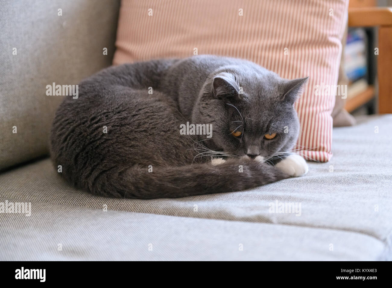 The grey cat sleeps on the couch Stock Photo - Alamy