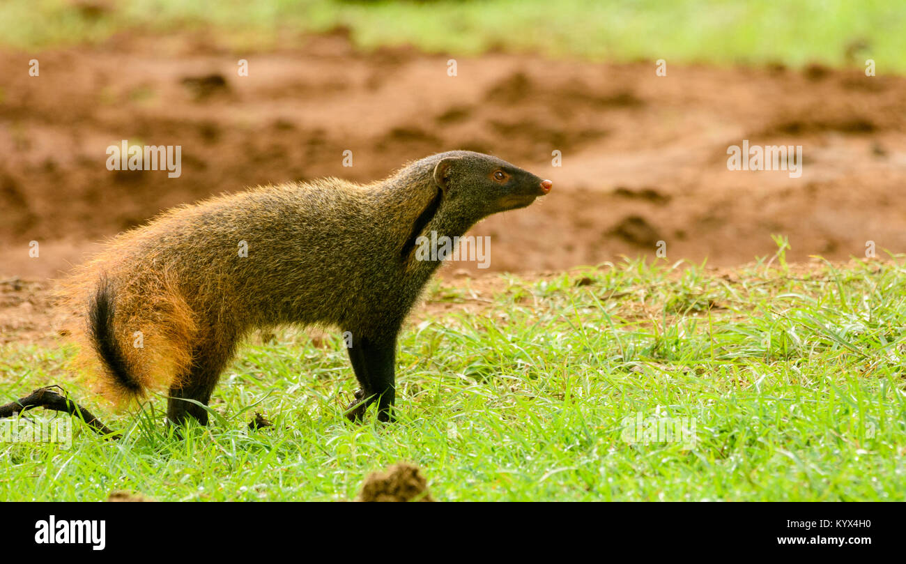 Stripe-necked Mongoose Herpestes vitticollis Stock Photo - Alamy