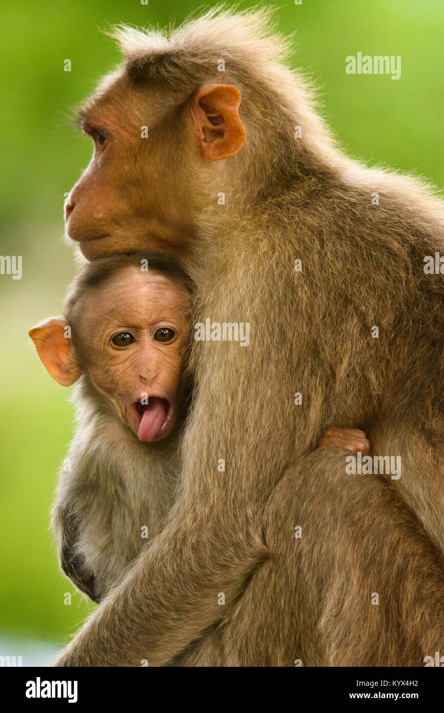 Mother S Love Mother Monkey Hugging Baby Monkey And Baby Monkey Stock Photo Alamy