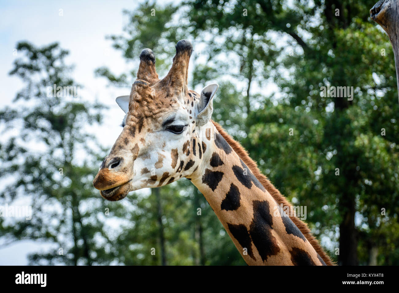 Portrait of Rothschilds giraffe (Giraffa camelopardalis rothschildi ...