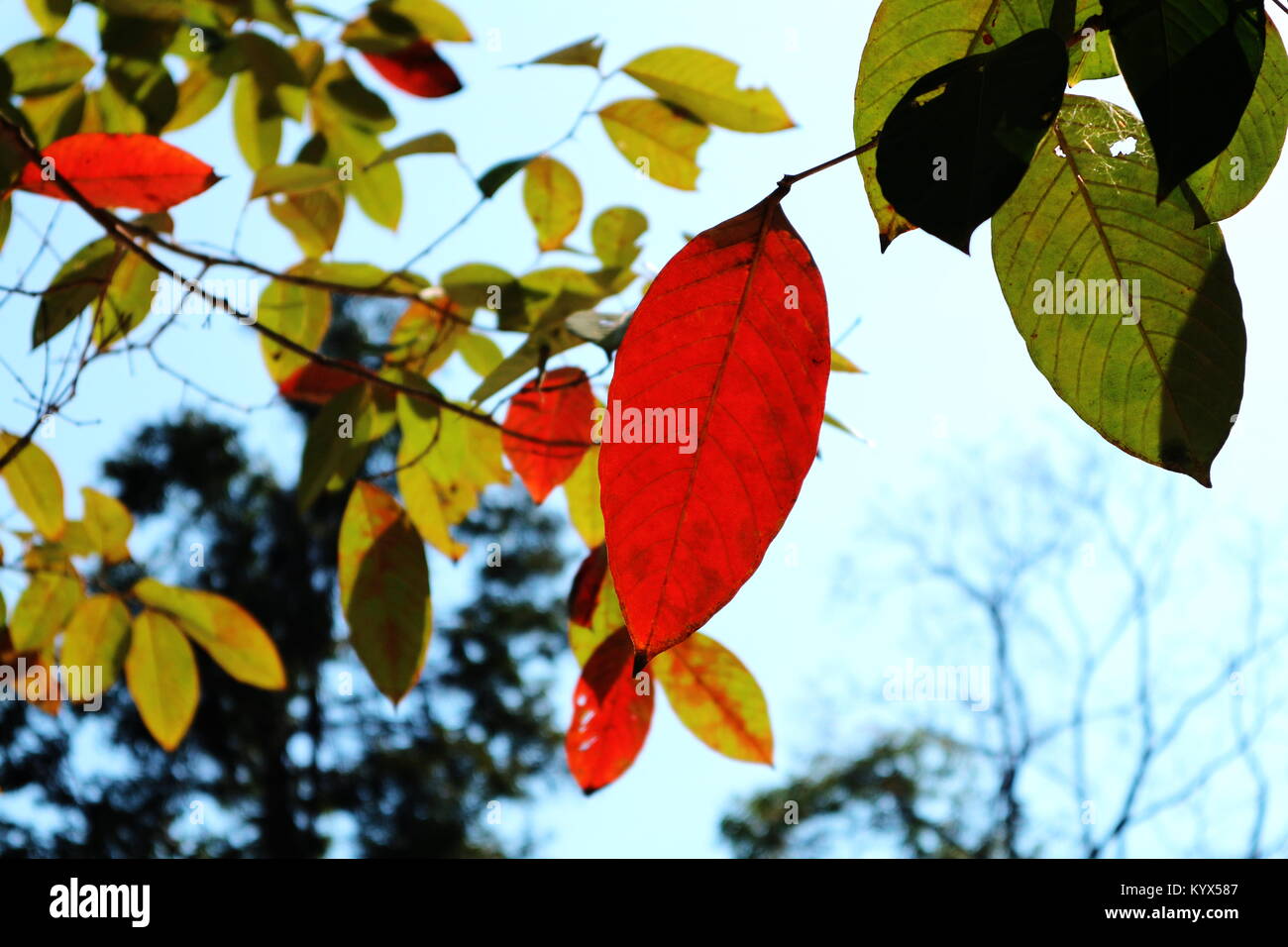 Autumn leaves against the sky, Autumn leaves with sunbeam Stock Photo