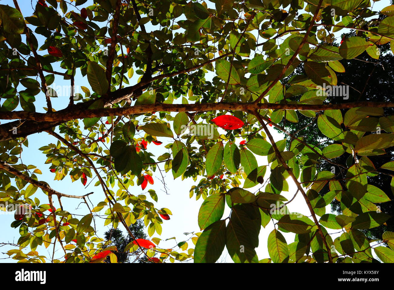 Autumn leaves against the sky, Autumn leaves with sunbeam Stock Photo