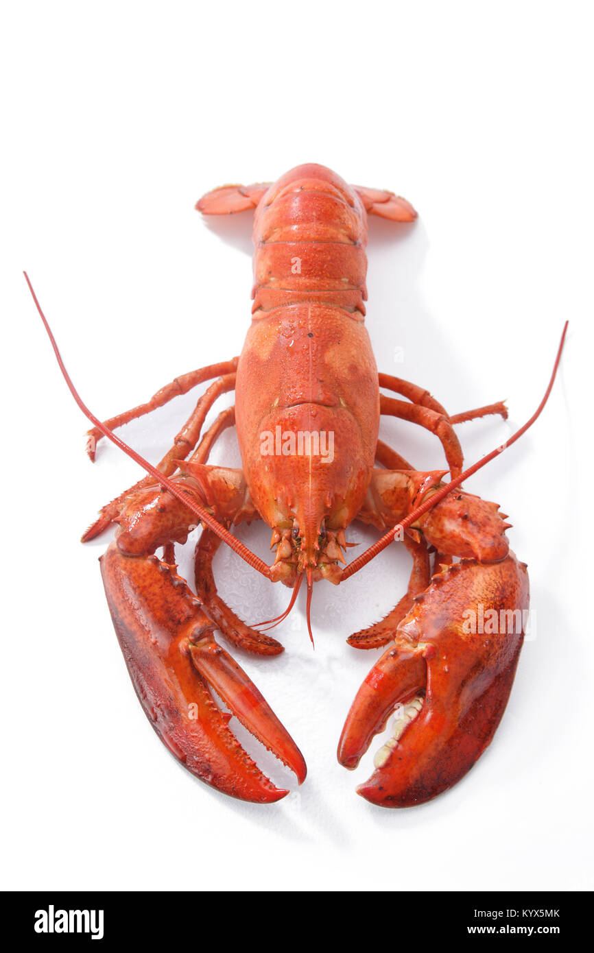 lobster Stock Photo