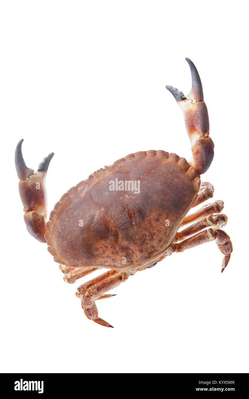 Crab Stock Photo