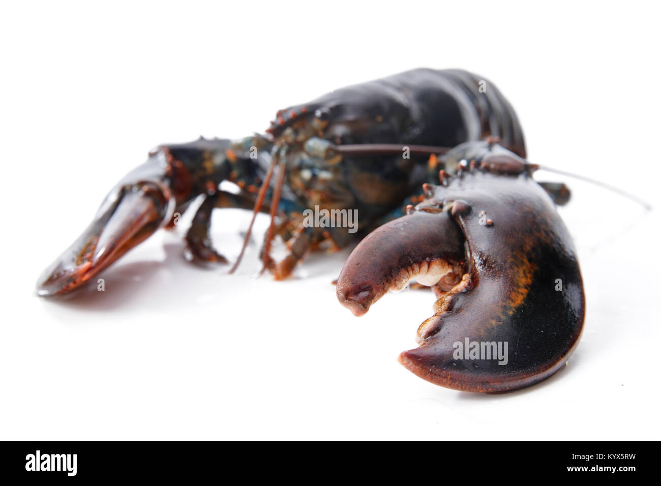 lobster Stock Photo