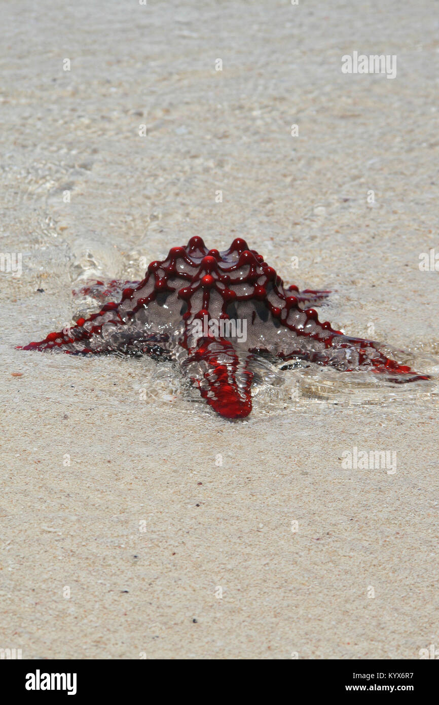Red-knobbed starfish, (Protoreaster linckii), Zanzibar, Tanzania. Stock Photo