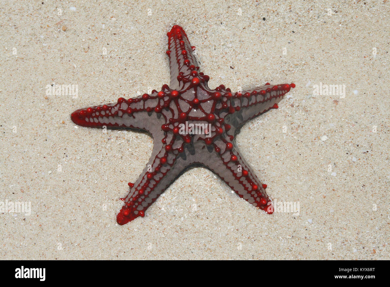 Red-knobbed starfish, (Protoreaster linckii), Zanzibar, Tanzania. Stock Photo