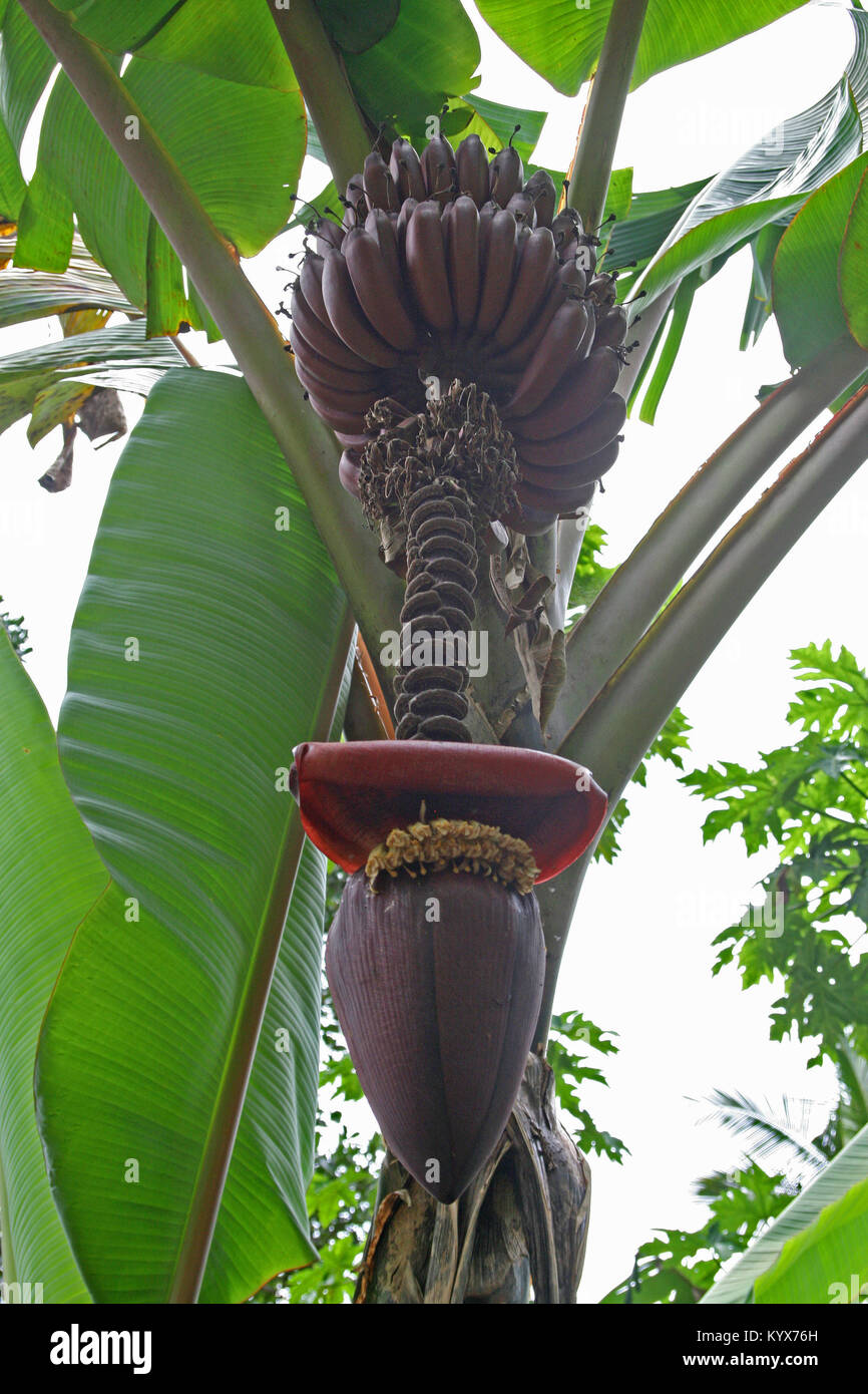 Red banana tree growing hires stock photography and images Alamy