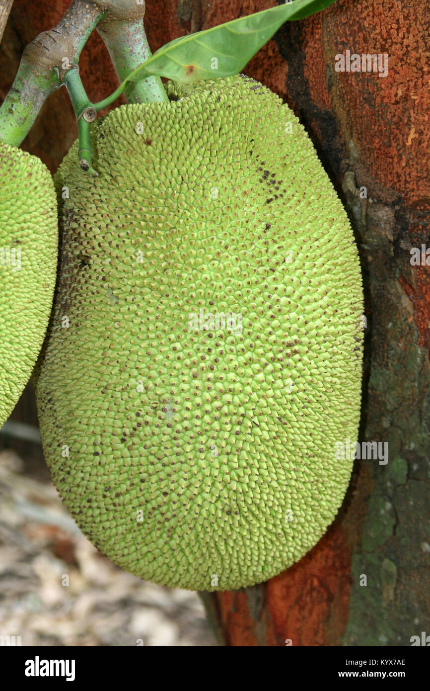 Jackfruit (Artocarpus heterophyllus), Zanzibar, Tanzania Stock Photo